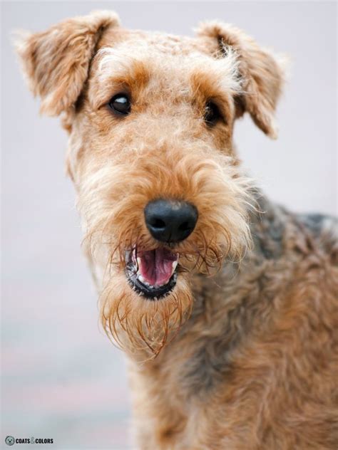 Airedale Terrier Coat Colors | Coats and Colors