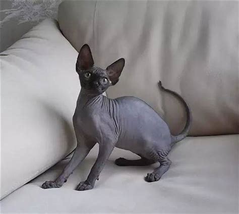 Сфинкс Кошка Серая