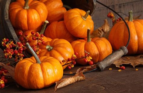 10 Facts About Pumpkins and Why we Should Eat More of Them! - FreshMAG IE
