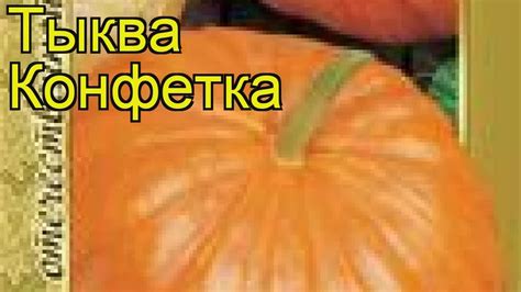 Тыква Конфетка (Тыква Konfetka). Краткий обзор, описание характеристик ...