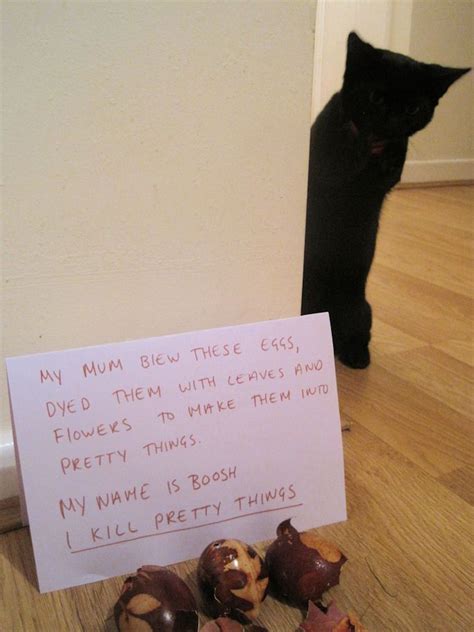 The Mighty Boosh | Cat shaming, Animal shaming, Crazy cats