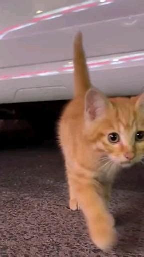 Pin by Catcalla on catcalla [Video] | Cute cats and dogs, Cute baby ...