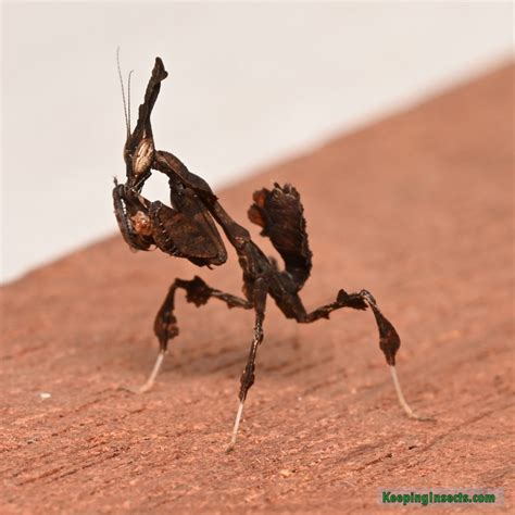 Ghost Praying Mantis