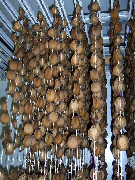 Abalone Appeal Successful. Change On The Way | Fishing Industry News