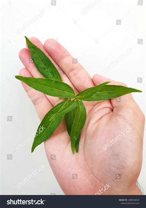 Fah Talai Jone Andrographis Paniculata Thai Stock Photo 1688258035 ...