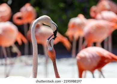 Flamingo Crop Stock Photos - 422 Images | Shutterstock