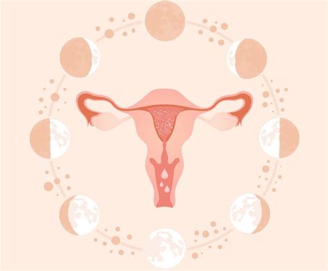 O que é ciclo menstrual? As fases e transformações que ocorrem no útero