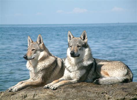 Czechoslovakian Wolfdog Info, Temperament, Training, Puppies, Pictures