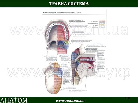 7 – SYSTEMA DIGESTORIUM – АНАТОМ | ANATOMIST