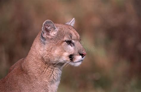 Cougar Head Stock Photos - Download 948 Royalty Free Photos