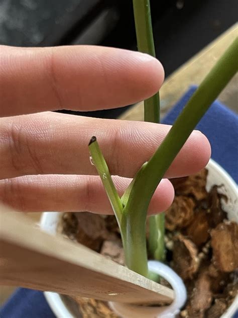 stem   leaf emerging   deliciosa bought  potted