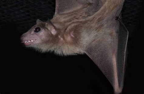 Peekaboo The 'Smiling' Bat Wants You To Know She Really Loves Her New ...