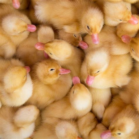 yellow baby ducks brown  yellow ducklings  mark taylor