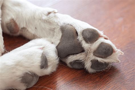 care   dogs paws  american pet resorts