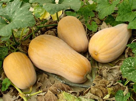 Can Goats Eat Squash? (Benefits, Hazards and Serving Size)