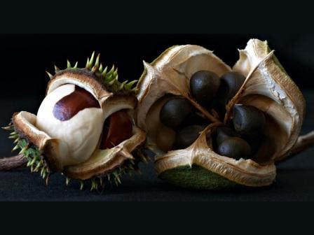 Конски кестен / Aesculus hippocastanum ::: DoctorBG.com