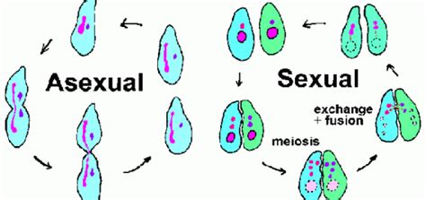 Methods of reproduction | Science online