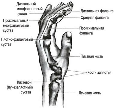 Анатомия кисти - Реабилитация.ру