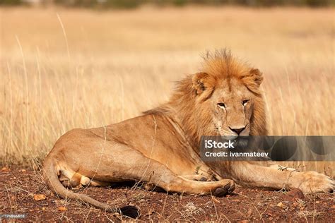 singa jantan  masai mara foto stok  gambar  afrika