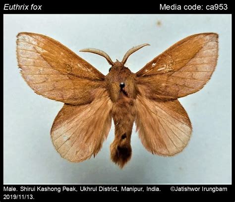 Euthrix | Moths