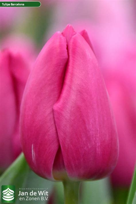 Barcelona | Tulip | Jan de Wit en Zonen B.V.
