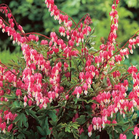 Old-Fashioned Bleeding Heart | Shade Perennials | Breck's