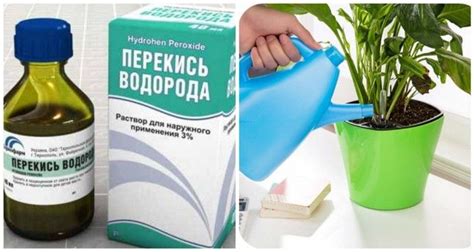 ПЕРЕКИСЬ ВОДОРОДА ДЛЯ ДОМАШНИХ РАСТЕНИЙ | Растения, Комнатные цветы ...