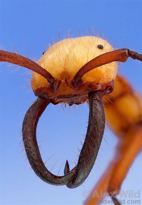 Pin on Crazy Insects
