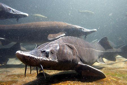 Сибирский осетр :: Siberian sturgeon :: Acipenser baeri :: Рекордные рыбы