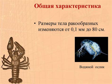 Класс Ракообразные - презентация онлайн