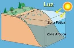 Zona fótica - EcuRed