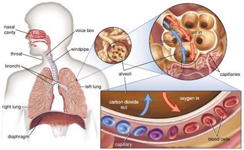 алвеола (англ. pulmonary alveoli, air cells, air vesicles; tooth ...