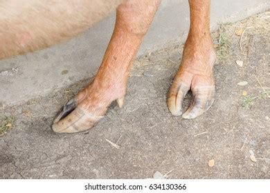albino buffalo hoof stock photo  shutterstock