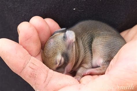 Newborn Bunny