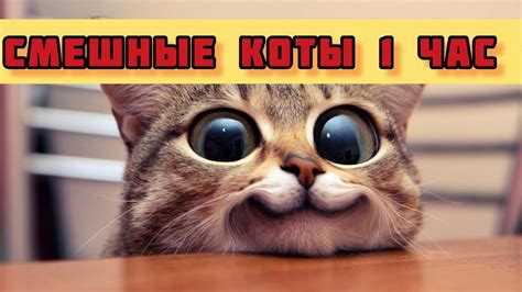 смешные коты и животные 1 час #funnycat - YouTube