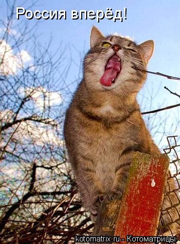 котоматрица / смешные картинки и другие приколы: комиксы, гиф анимация ...