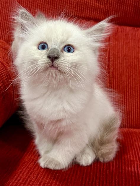 Ragdolls For Adoption Near Me | Facebook