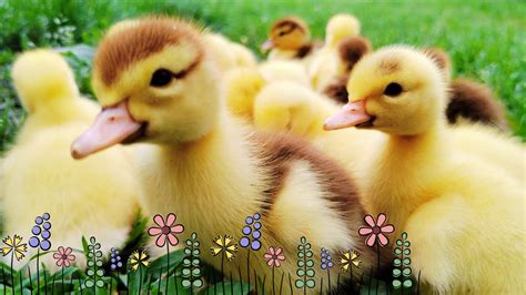 Lovely newborn ducklings. Day 2. Adorable and cute animal videos .13