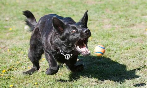 Schipperke - Dog Breed Information and Images - K9 Research Lab