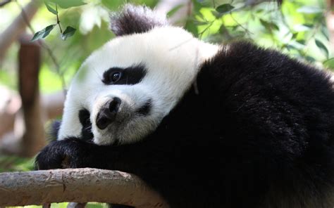 Extremely Sad & Depressed Animals | Funny And Cute Animals