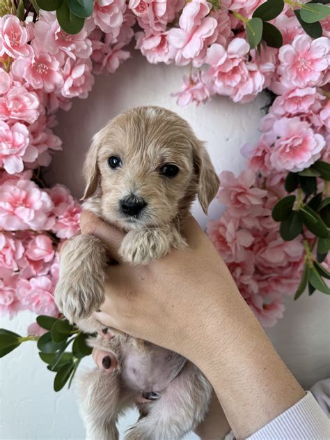 Goldendoodle Breeder in Arizona - Desert Ridge Doodles