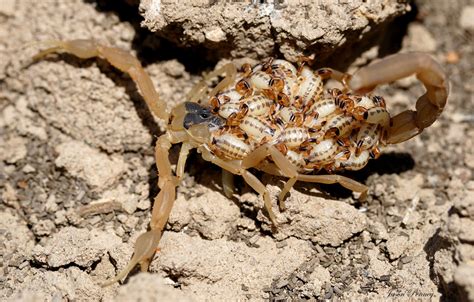 Полосатый скорпион Centruroides vittatus
