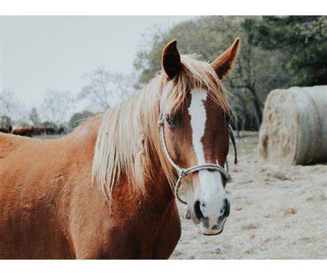 AbIver v AbIver Plus: What’s the Difference? | Abler