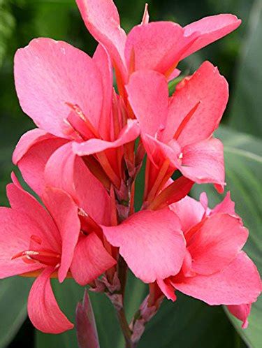 Канна Canna Orchid - купить саженцы в интернет-магазине