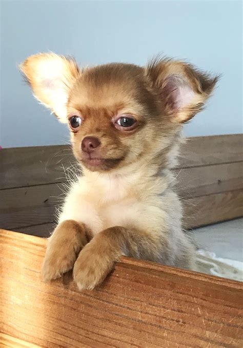 Baby Chihuahua Fauve Chihuahua Terrier Mix, Brown Chihuahua, Chihuahua Puppies For Sale, Cute ...