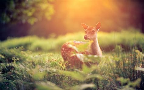 Cute Baby Deer wallpapers