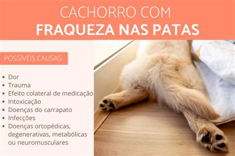 Cachorro Tremendo A Perna Traseira