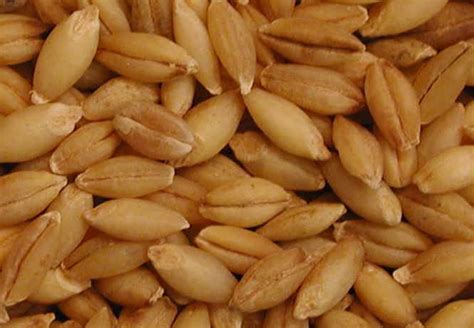 barley ingredients descriptions     creaturesorg