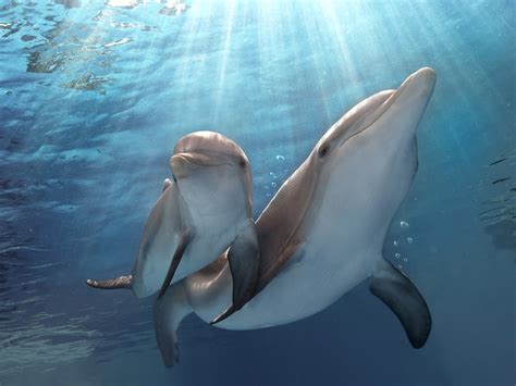 Video: Dolphin gives birth | The Independent