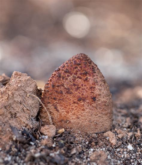 Pollination by carrion mimicry in Hydnora africana on Behance